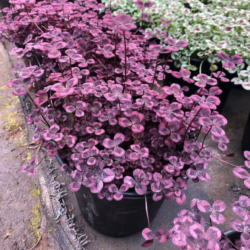 三叶草草本植物阳台庭院春季