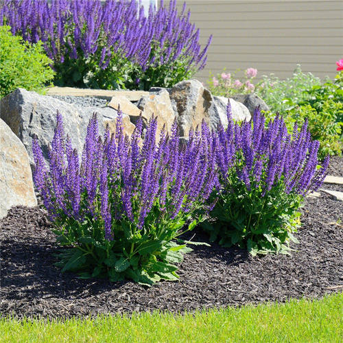 鼠尾草草本植物阳台庭院夏季