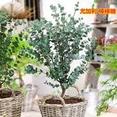 尤加利盆栽苗 ins风银水滴耐养耐阴植物室内庭院阳台观叶四季 花卉