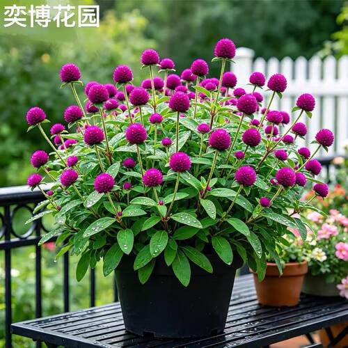 千日红盆栽带花苞耐热花期久绿植
