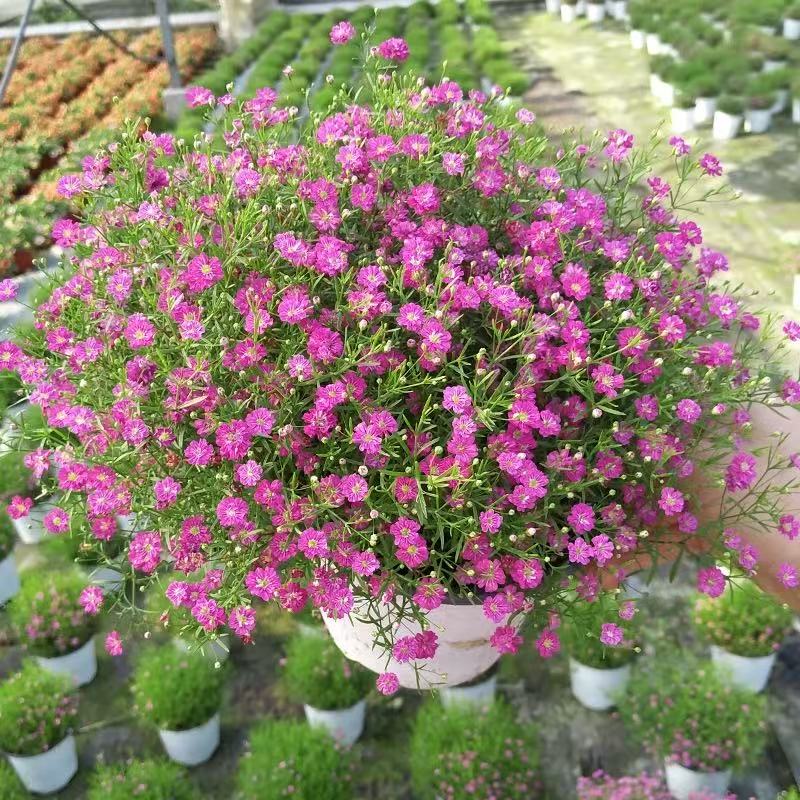 满天星细叶萼距花紫雪茄花星花红花满天星小苗盆栽庭院花镜矮绿篱