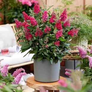 醉鱼草盆栽紫珠多年生植物灌木花卉庭院造景室内外耐热耐寒盆景