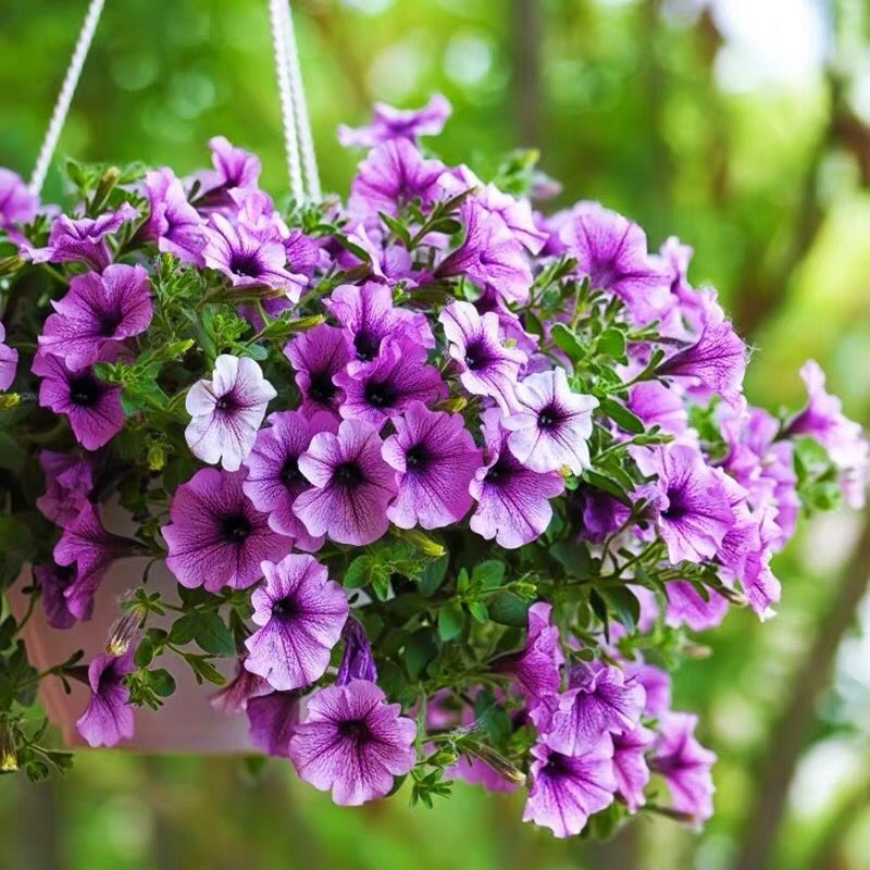 矮牵牛盆栽春季开花卉植物室内阳台庭院垂吊百万小玲盆原土发货