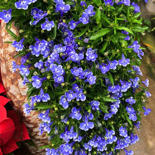 六倍利盆栽冬季室外耐寒植物室内阳台蓝色满天星开花卉带花苞发货
