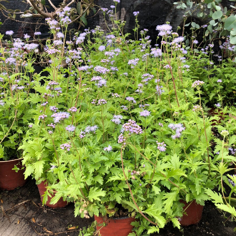 蓝雾花盆栽苗藿香蓟室内阳台庭院花镜耐寒耐热蜜源草本开花卉绿植