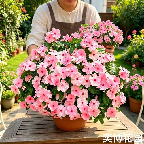 长春花盆栽带花苞日日春四季开花