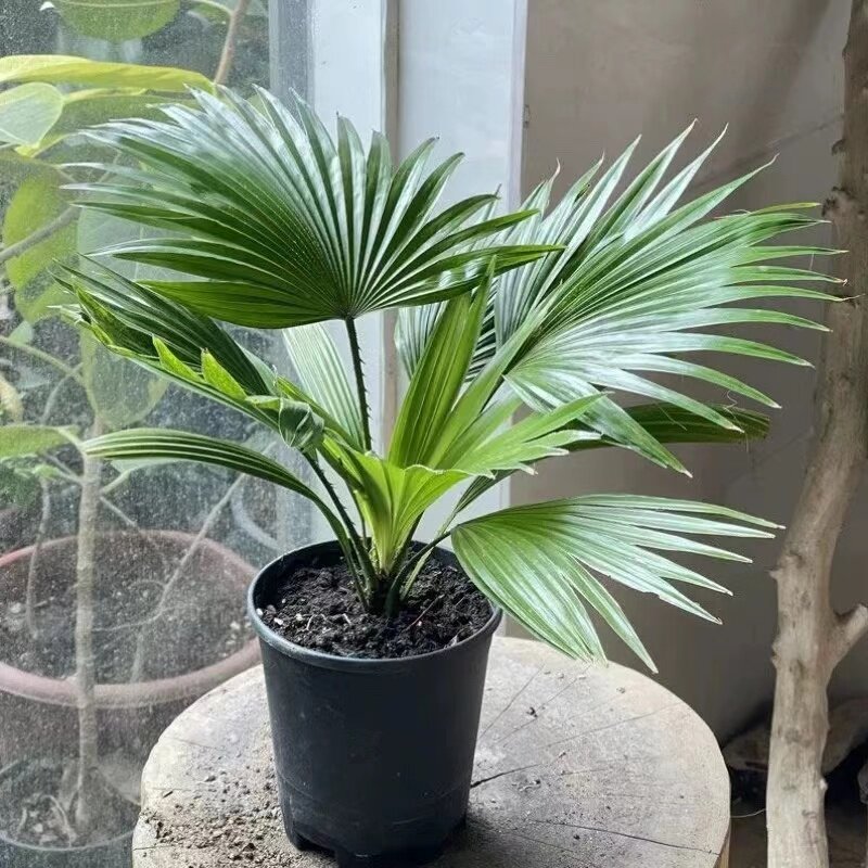 棕榈树绿植蒲葵室内盆栽圆叶轴榈耐热喜阴观叶植物袖珍喷泉侏儒棕