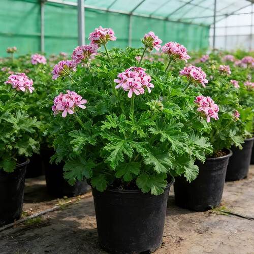 驱蚊草盆栽植物室内外防蚊香草观花庭院阳台绿植净化空气好养活