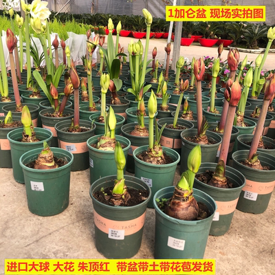 进口荷兰重瓣大花球朱顶红盆栽种球室内阳台庭院年宵花卉耐寒植物