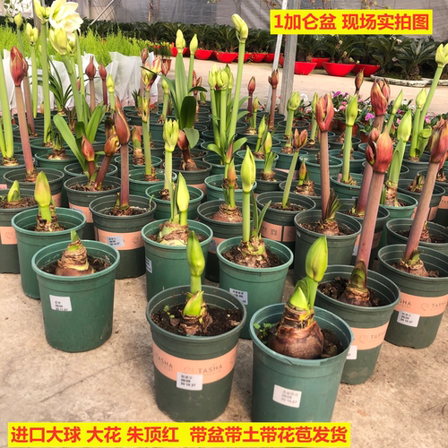 进口荷兰重瓣大花球朱顶红盆栽种球室内阳台庭院年宵花卉耐寒植物 - 封面