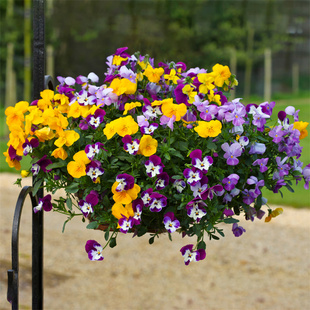 角堇花苗小苗易活阳台庭院耐冻耐寒植物花期长蝴蝶花三色堇花卉