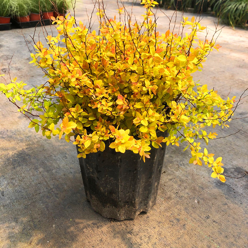 金焰绣线菊盆栽庭院花多年生灌木金山绣线菊调色观叶植物耐寒耐热