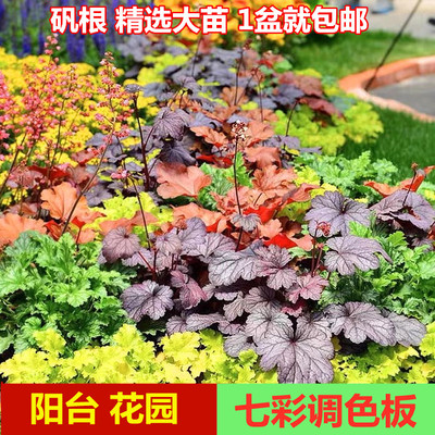 矾根草本植物阳台庭院夏颜色的