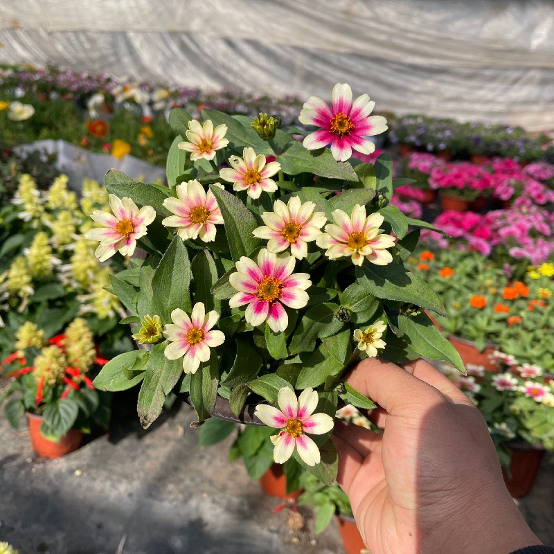 百日草盆栽阳台庭院耐热易养花叶开花卉植物花园花镜绿化苗花期长