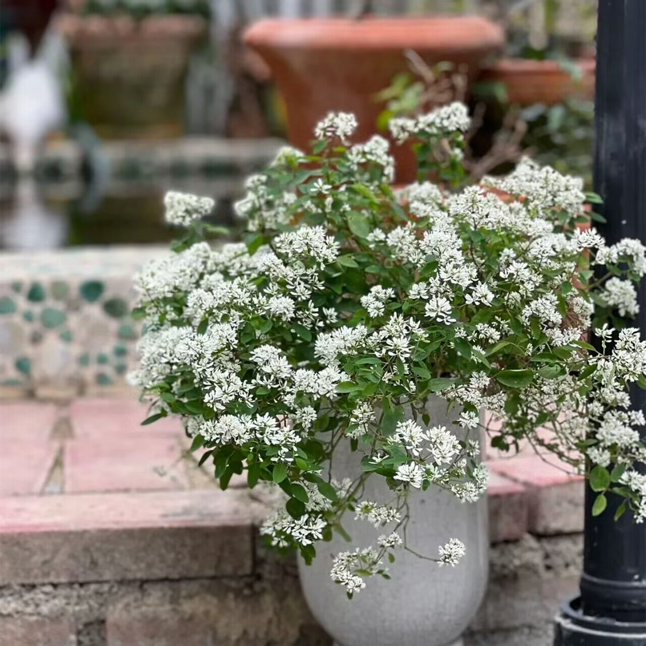 禾叶大戟圣诞白雪花苗飘雪盆栽带花满天星阳台庭院多年耐养易爆盆