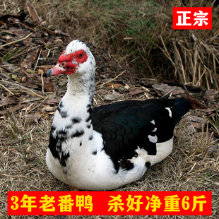 3年正宗农家散养 公番鸭 西洋鸭 红脸鸭 土鸭 老番鸭 杀好净重6斤