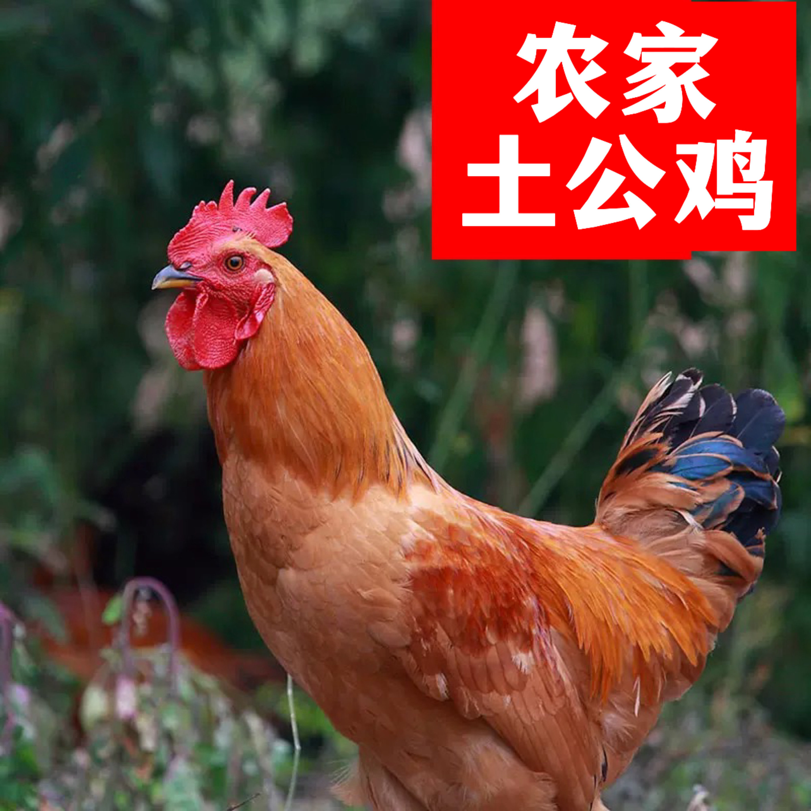 正宗苏北农家散养草公鸡顺丰现杀