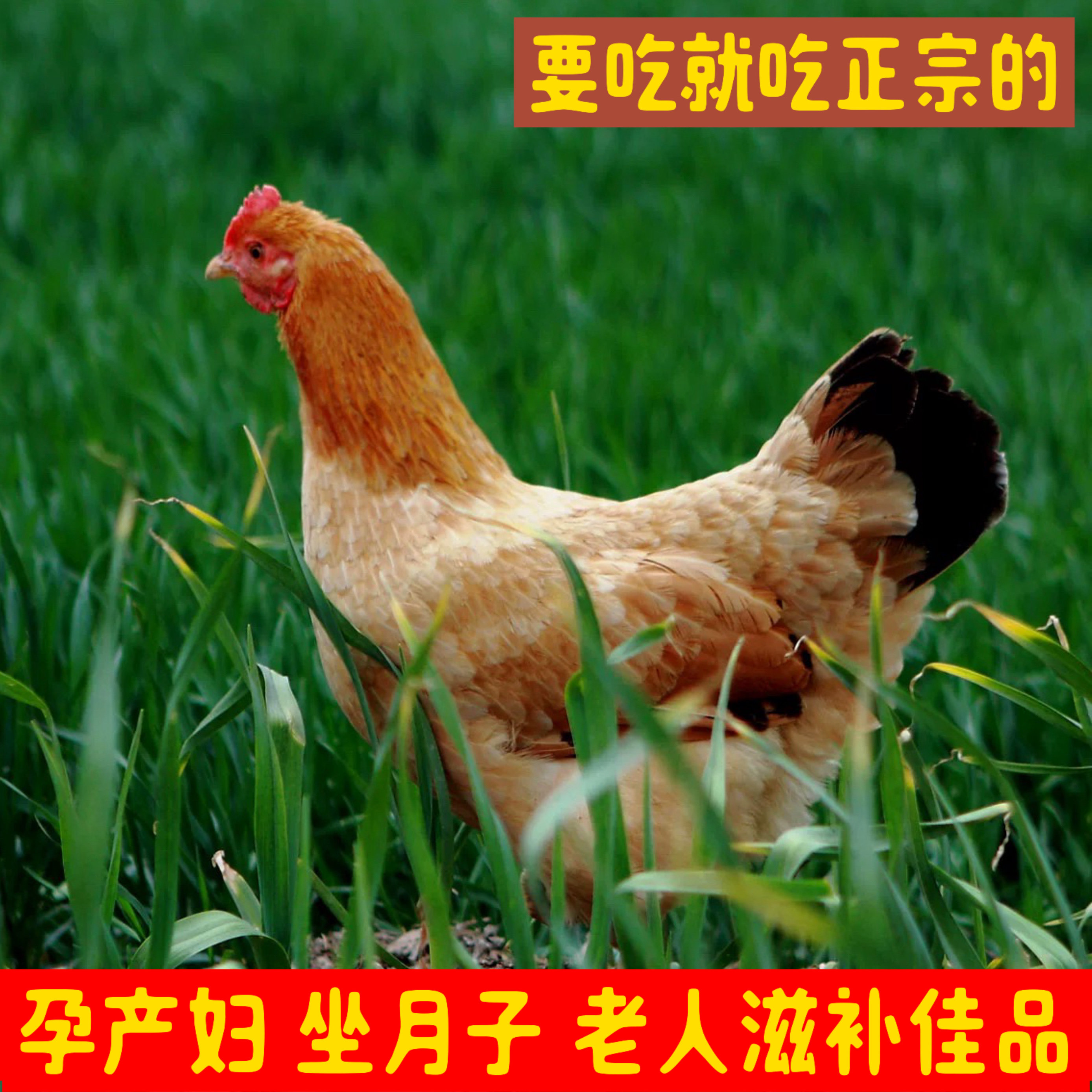 十二年品质老店正宗苏北农家土鸡