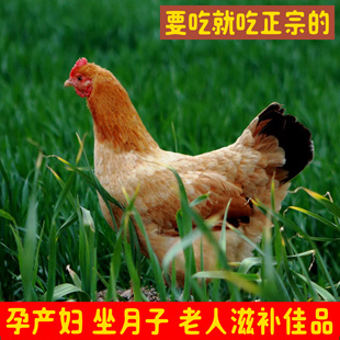 【极少特大款】4年正宗农家散养老母鸡走地鸡柴鸡苏北鸡 新鲜现杀