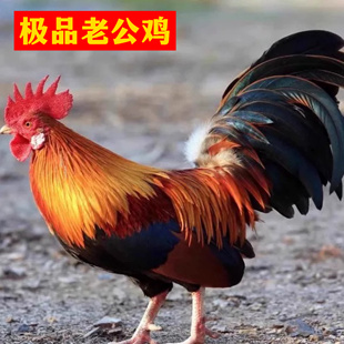 2-3年正宗农家散养老公鸡五爪公鸡土公鸡走地鸡土鸡  新鲜现杀1只