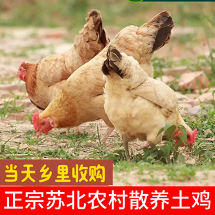【稀少超大款】4年正宗农家散养老母鸡 土鸡 柴鸡走地鸡 新鲜现杀