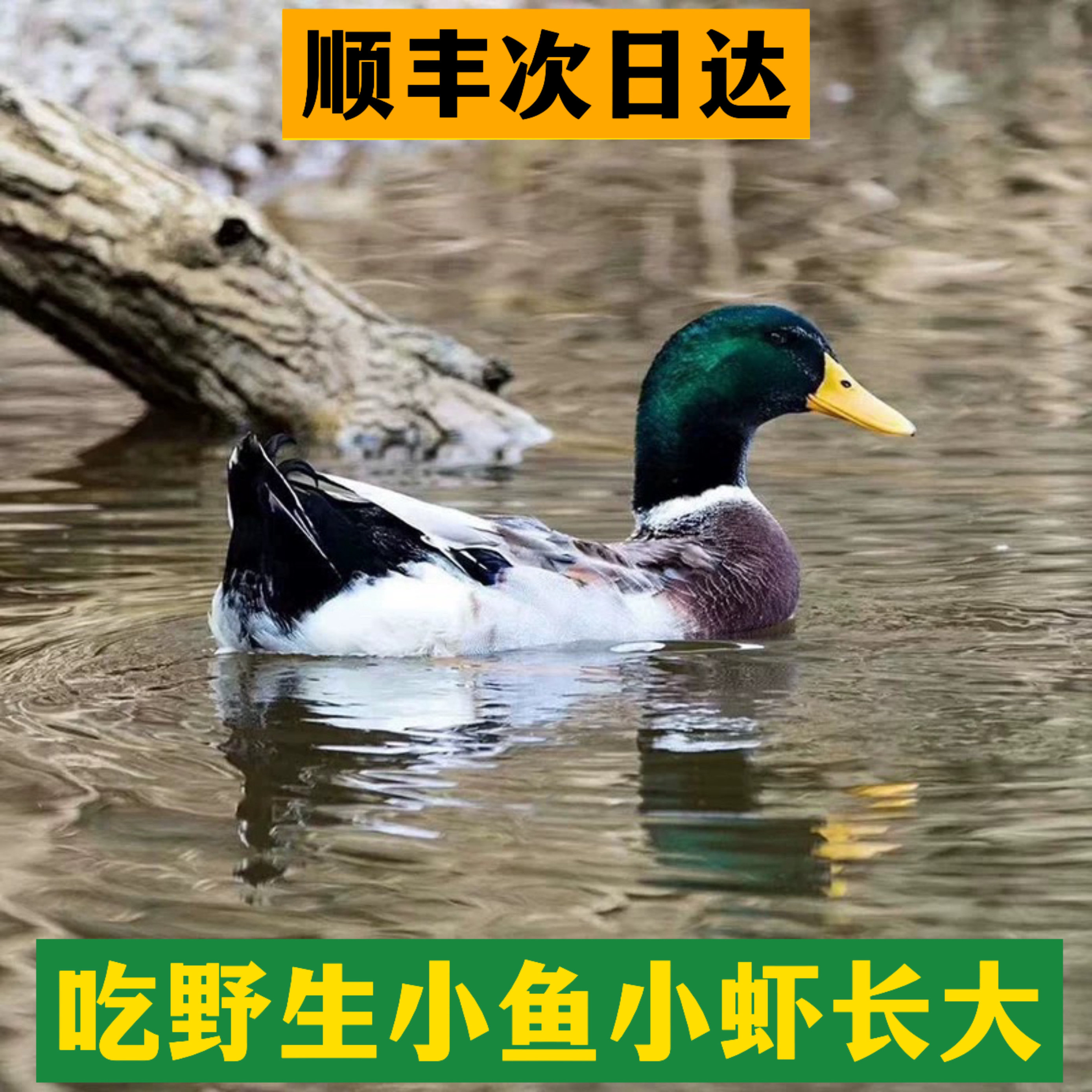 5-2年正宗农家散养青头鸭 绿头公鸭 土鸭麻鸭 手工新鲜现杀一只