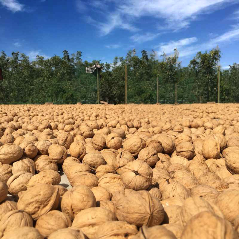 核桃5斤装2020年新疆纸皮核桃孕妇一级散装薄壳生原味新货实惠|msdalam kategori makanan ringan/Nuts/Specialty, Hickory/Nuts/pemanggangan, kadbod/Walnut - dari Buy2taobao.com untuk memberikan perkhidmatan ejen Taobao profesional membeli