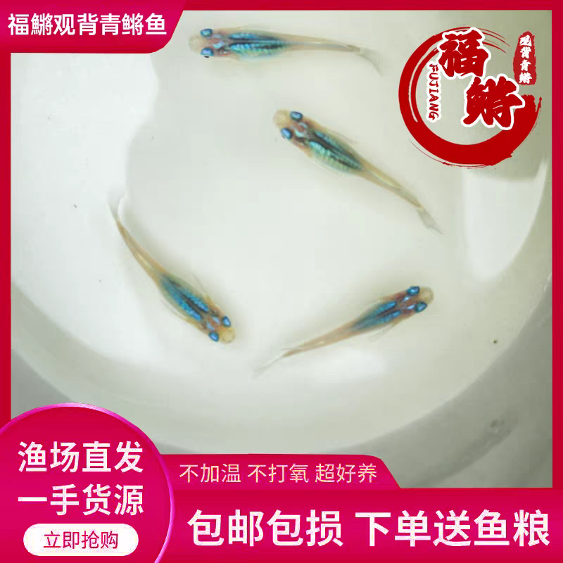 水滴福鳉观背青鳉鱼观赏鱼活体小型淡水好养耐活小鱼苗冷水不打氧