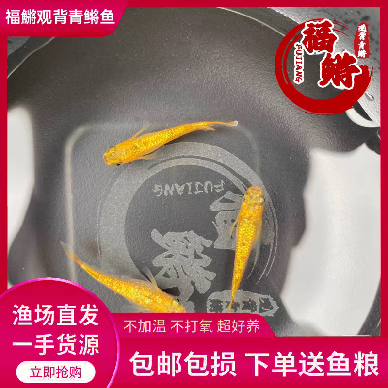 福鳉-观背青鳉阳光亚成鱼2-2.5厘米繁殖组鱼卵可孵化冷水淡水观赏