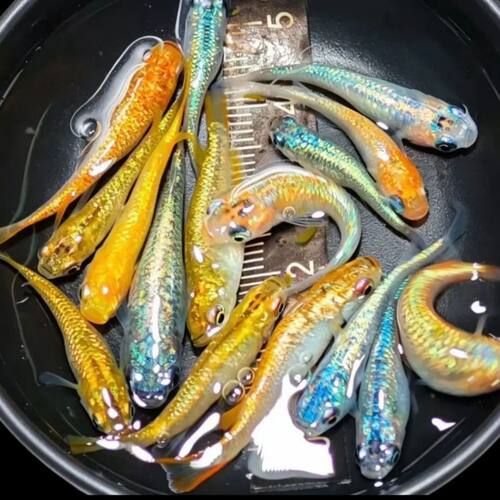 福鱂-观背青鳉赤壁红白长鳍海王星阳光天使之翼淡水免打氧观赏鱼