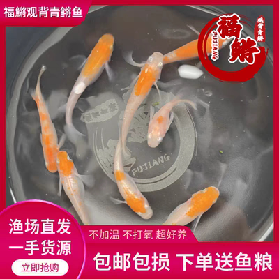 福鳉观背青鳉赤壁红白小町红白冷水观赏鱼红白星光红白系列不打氧