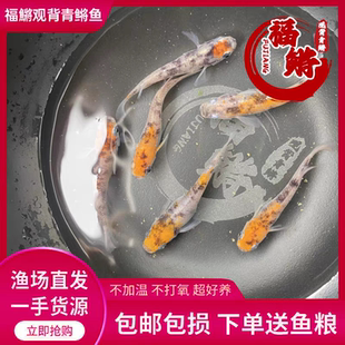 云州三色-福鳉-观背青鳉锦鲤锦鳉冷水鱼观赏鱼小型淡水金鱼活体
