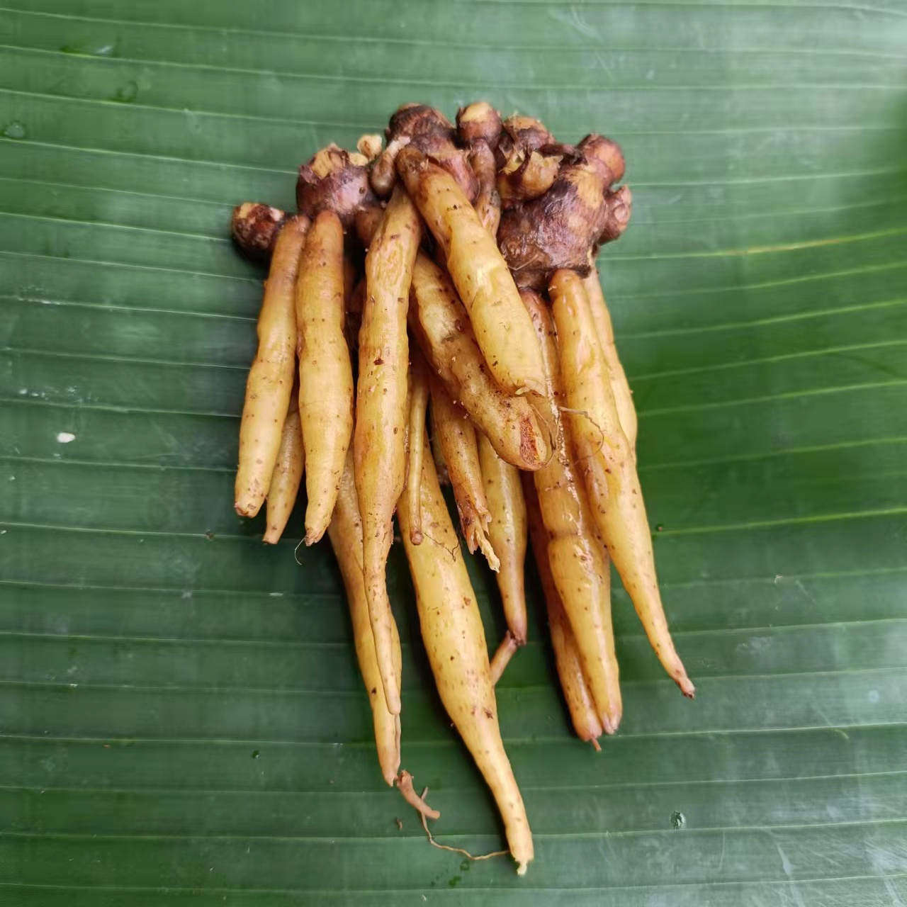 新鲜香料甲猜 泰参 沙参 东南亚食材 泰国菜 做酵素 泰国餐厅用