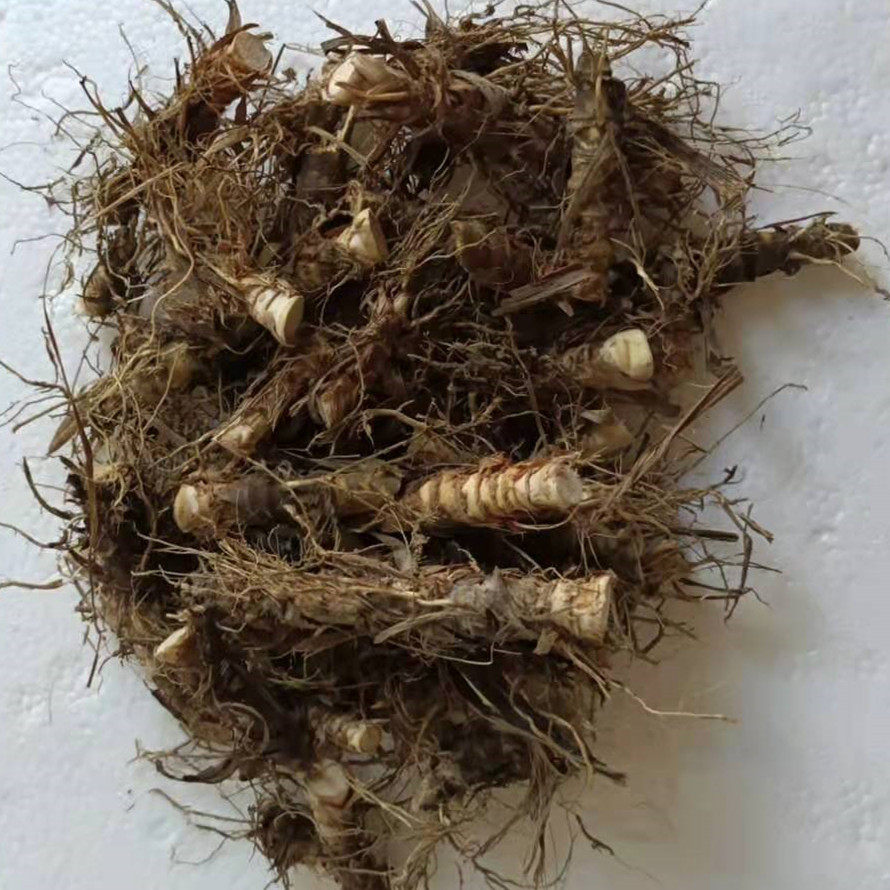 自家基地直销产地农产品 新鲜食用香茅根 柠檬香茅草根 香茅草头