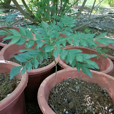 咖喱树盆栽地栽东南亚香料