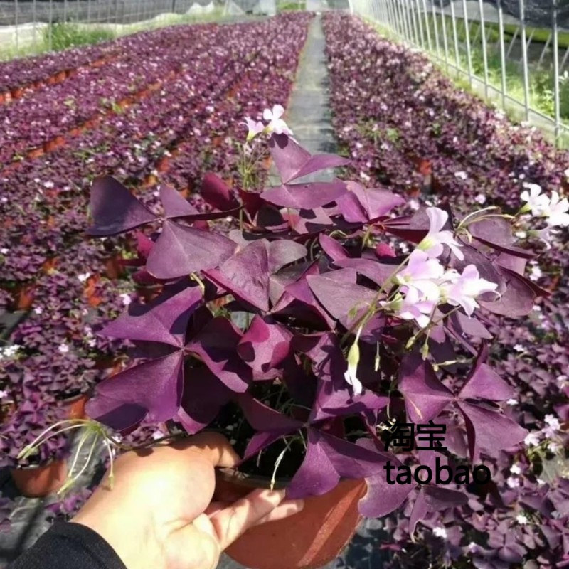 紫叶酢浆草球根红花炸酱草种球幸运草盆栽紫蝴蝶三叶草种子醡浆草