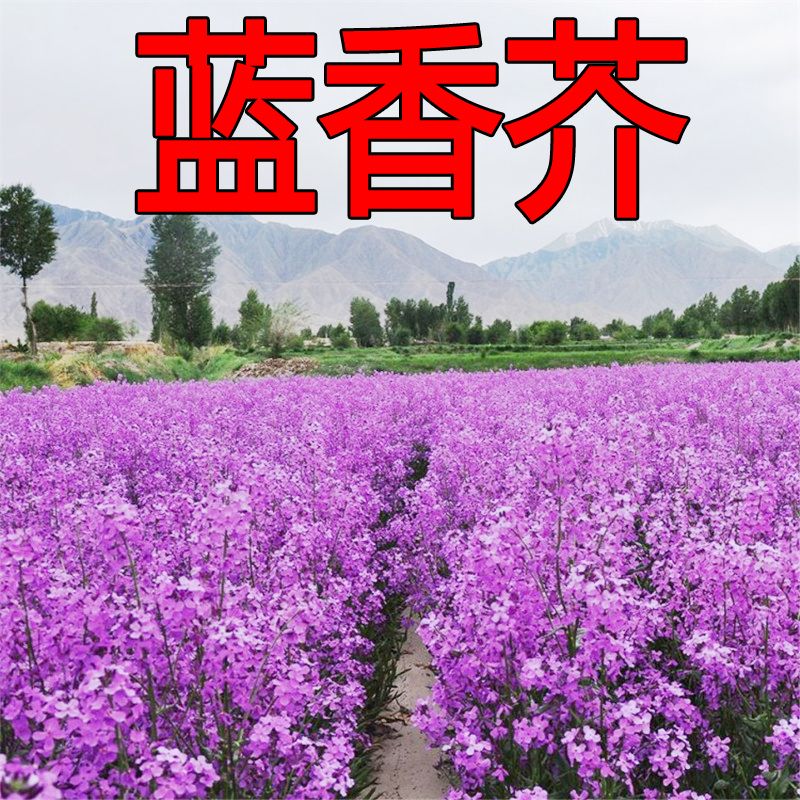 蓝香芥蓝香介种子四季种易活耐寒庭院多年生花海种子兰香芥花籽