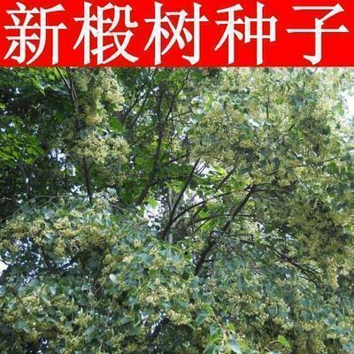 新采集椴树种子 优良品质 紫椴树种子新种子常绿树 绿化树木