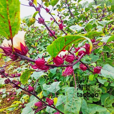 蔬菜阳台室内种玫瑰茄洛神花种子 红桃K果玫瑰茄茶果景观花卉种子