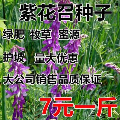 果园绿肥种子光叶紫花苕长柔毛野豌豆毛苕子养蜂蜜源植物牧草草籽