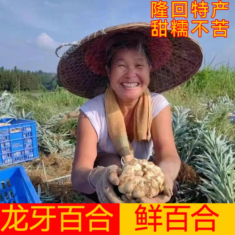 湖南隆回鲜龙牙甜百合富硒