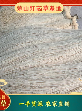 灯芯草长灯草灯草元宝当周新货产地直发江西荣山特产灯心草批发