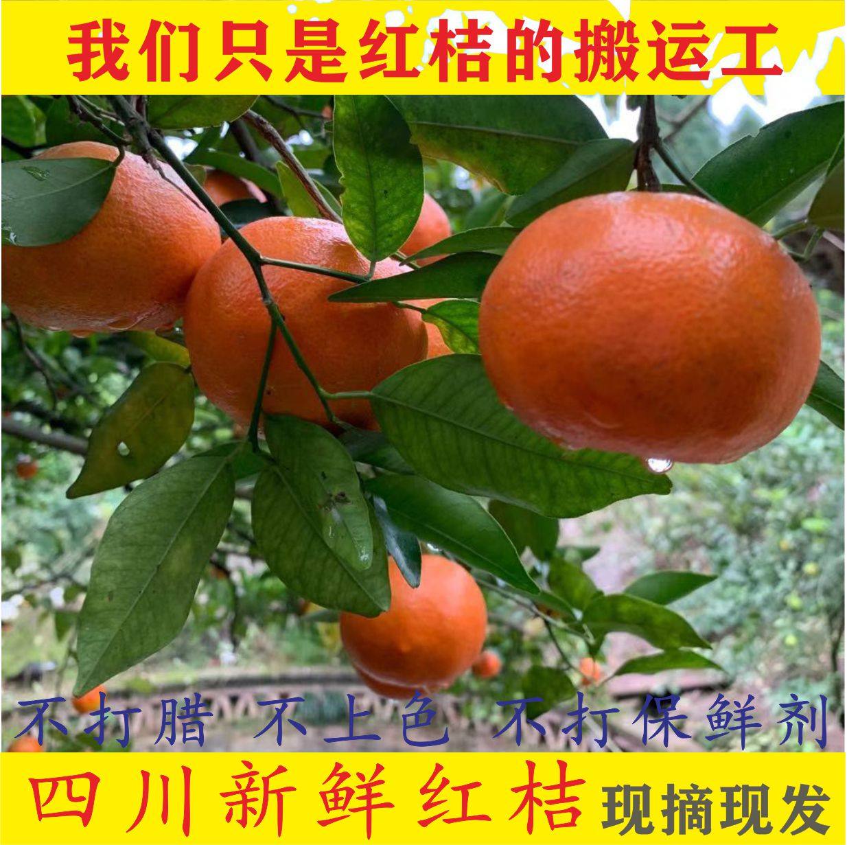 四川大红袍川红橘新鲜老树古红橘5斤10斤酸甜桔子陈皮原料,水产肉类/新鲜蔬果/熟食,桔子,淘宝优惠券,粉丝福利购,淘宝优惠卷