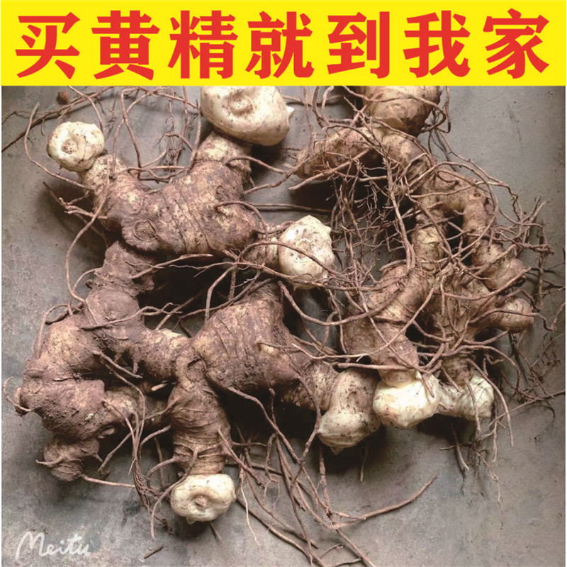 黄精老虎姜新鲜鸡头参泡酒煲汤泡茶姜形多花种黄精苗