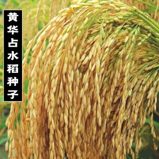 黄华占水稻旱稻种子优质高产双季旱稻水稻谷大田种植常规杂交种籽