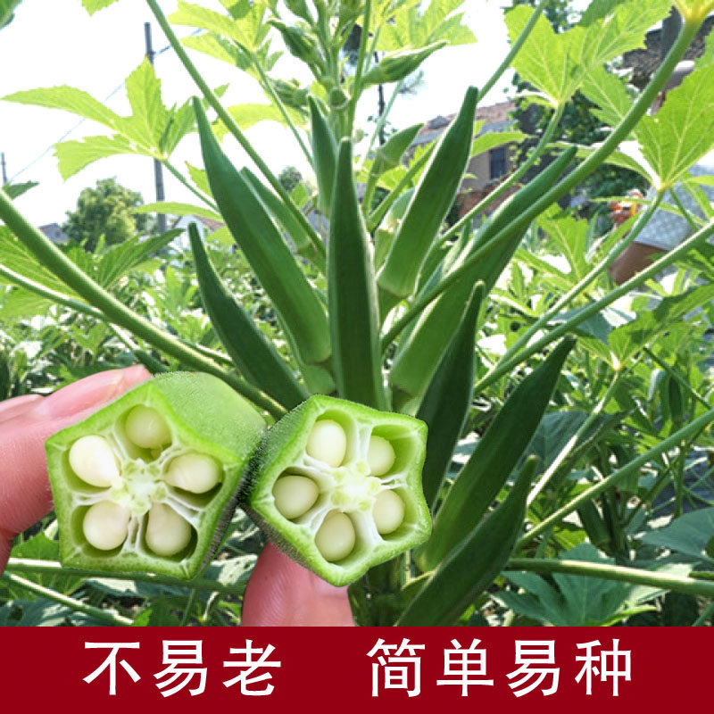 蔬菜高产四季盆栽黄秋葵种子