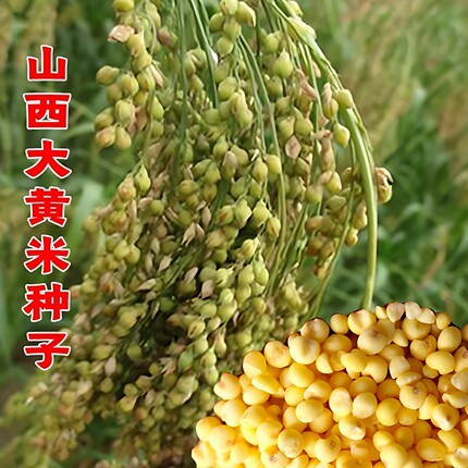 山西大黄米种子带壳糯米谷高粱软米粽子米扫把笤帚糜子黍子种籽