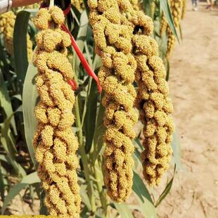 山西沁县小米谷子 种籽黄小香米谷种子香糯高产大田农家种孑谷物