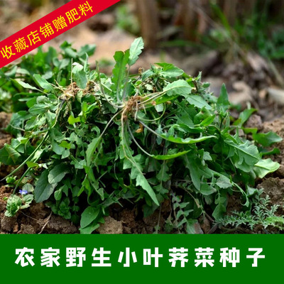 野生小叶荠菜种子野菜大叶阳台四季播菜籽盆栽地菜蔬菜种籽孑菜种