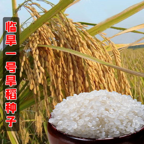 水稻籽旱谷香米杂交旱稻籽糯谷种
